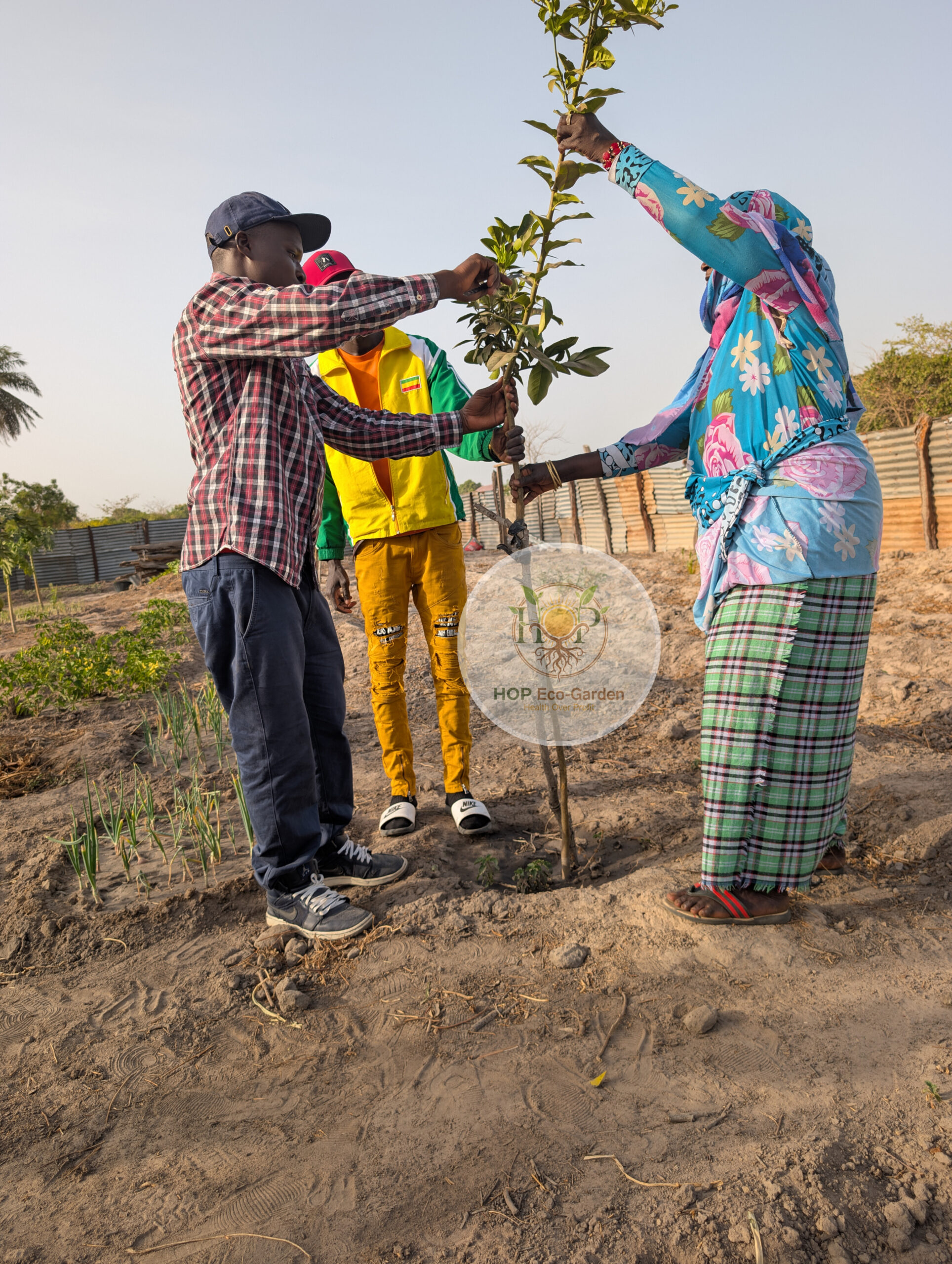 hop-orange-trees-care-1-scaled.jpg